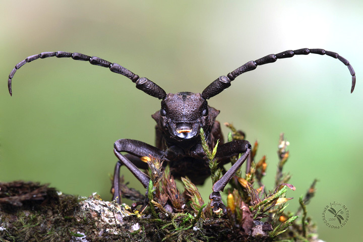 Dorcapitus tristis